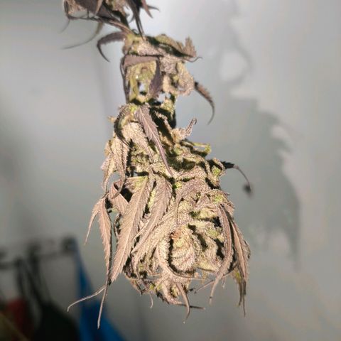 Catnabis  #09-1 growlog timeline photo
