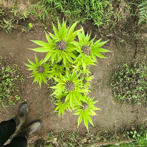 Catnabis  #03-4 growlog photo: Antes de cosechar 