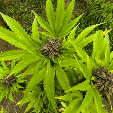 Catnabis  #03-4 growlog photo: Antes de cosechar 