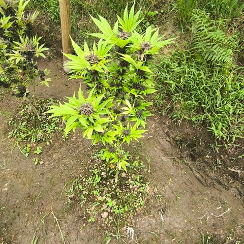 Catnabis  #03-4 growlog photo: Antes de cosechar 
