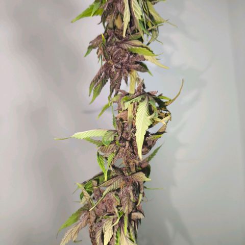 Catnabis  #03-4 growlog timeline photo