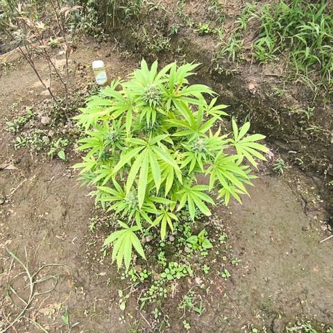 Catnabis  #02-2 growlog photo: Antes de cosechar 