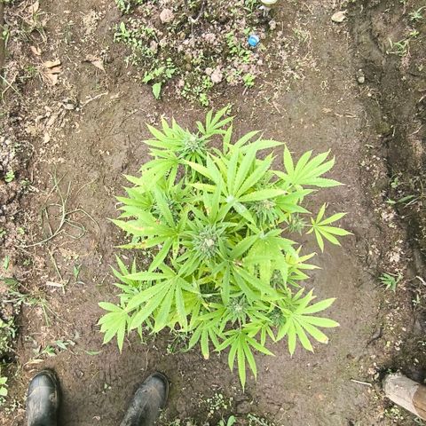 Catnabis  #02-2 growlog photo: Antes de cosechar 