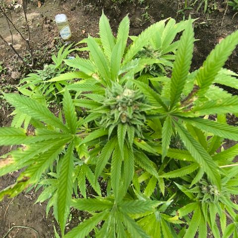 Catnabis  #02-2 growlog photo: Antes de cosechar 