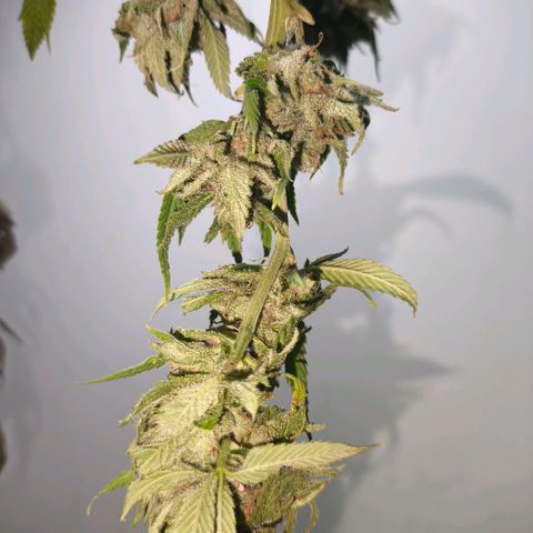 Catnabis  #02-2 growlog timeline photo