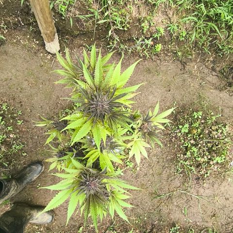 Catnabis  #08-3 growlog timeline photo