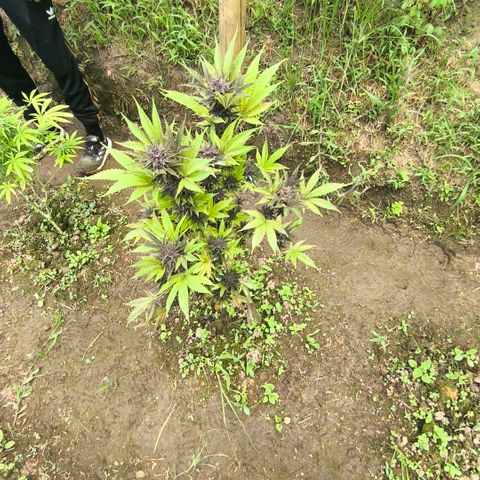 Catnabis  #08-3 growlog timeline photo
