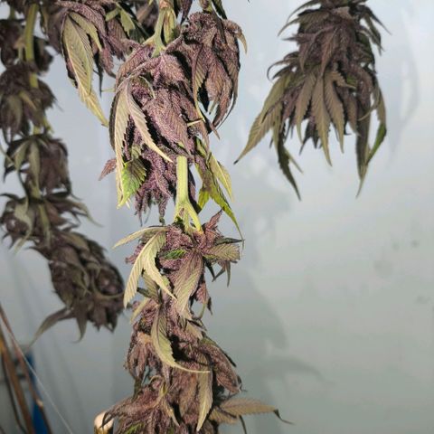 Catnabis  #08-3 growlog timeline photo