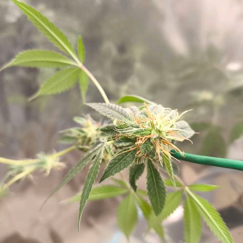 Catnabis  #04 growlog photo: Se deja los bajos, después de cosechar