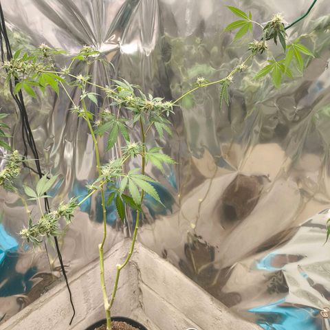Catnabis  #04 growlog photo: Se deja los bajos, después de cosechar