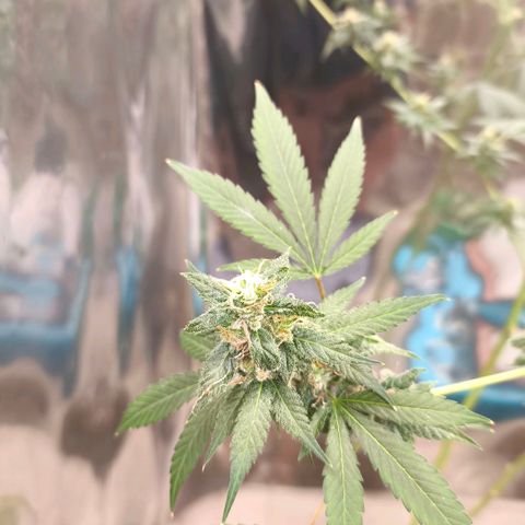 Catnabis  #05 growlog photo: Se deja los bajos, después de cosechar 