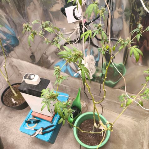 Catnabis  #06 growlog photo: Se dejan los bajos, después de cosechar 