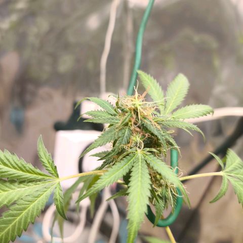 Catnabis  #06 growlog photo: Se dejan los bajos, después de cosechar 