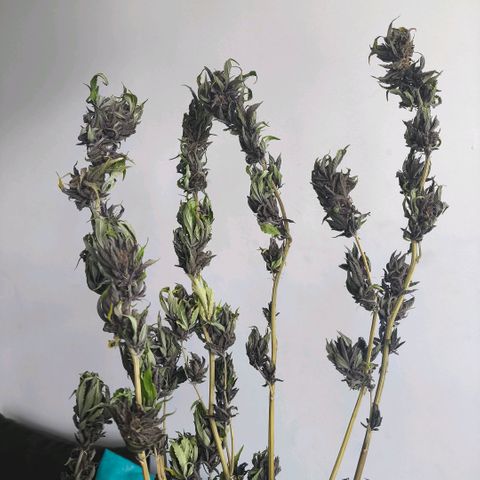 Catnabis  #03-4 growlog timeline photo