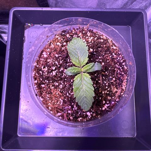 GELATO fem growlog timeline photo