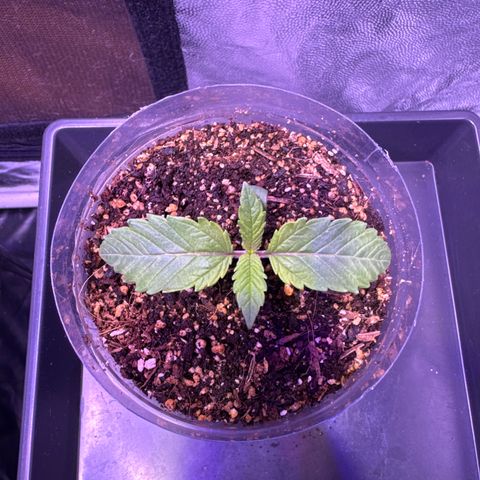 GELATO fem growlog timeline photo