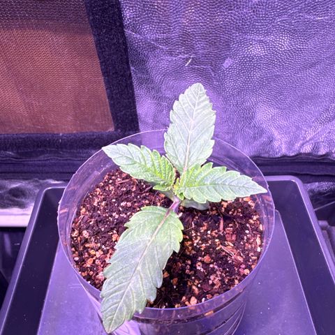 GELATO fem growlog timeline photo