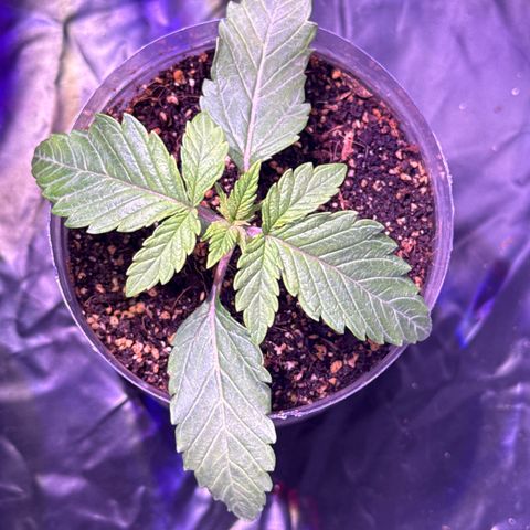 GELATO fem growlog timeline photo