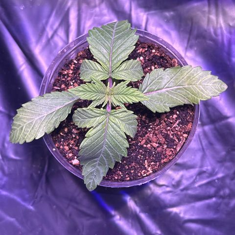 GELATO fem growlog timeline photo