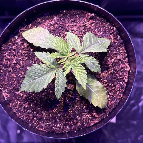 GELATO fem growlog timeline photo