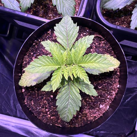 GELATO fem growlog timeline photo