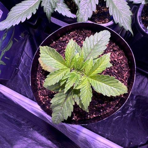 GELATO fem growlog timeline photo