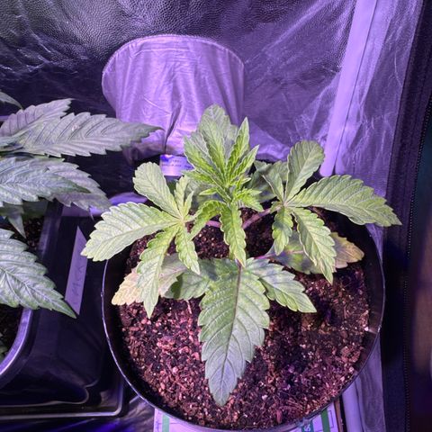 GELATO fem growlog timeline photo