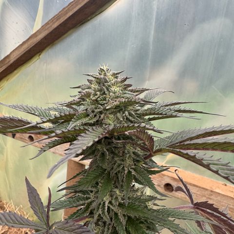 GELATO fem growlog timeline photo