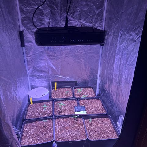 Lemon Haze XXL Auto growlog timeline photo