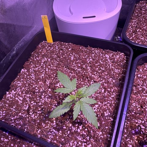 London Cheese XXL Auto growlog timeline photo