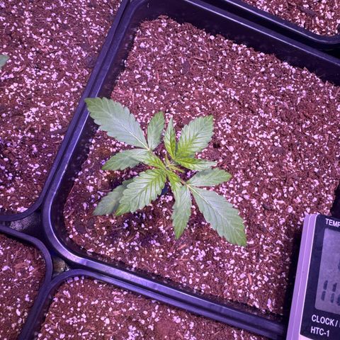 Amnesia XXL Auto growlog timeline photo