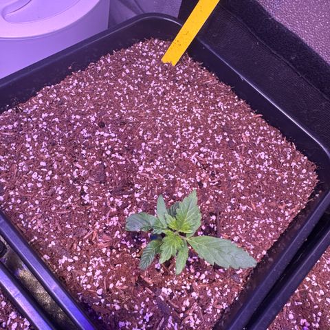 Lemon Haze XXL Auto growlog timeline photo