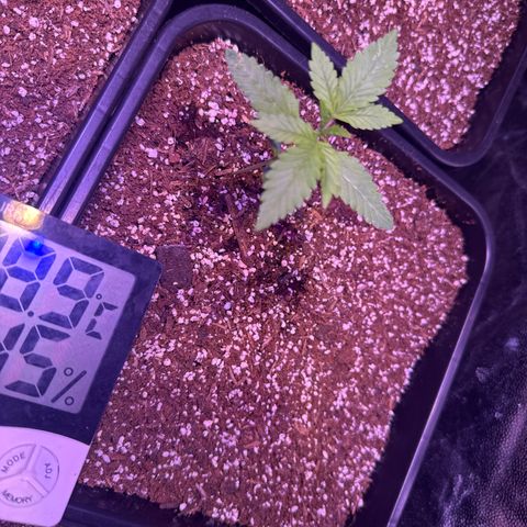 London Cheese XXL Auto growlog timeline photo