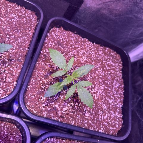 Lemon Haze XXL Auto growlog timeline photo