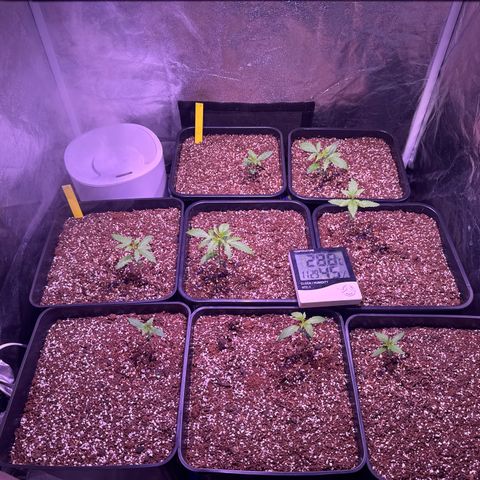 Lemon Haze XXL Auto growlog timeline photo