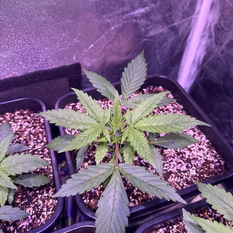 Lemon Haze XXL Auto growlog timeline photo