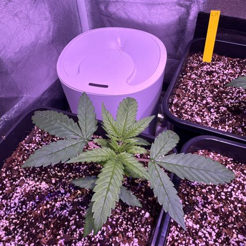 London Cheese XXL Auto growlog timeline photo