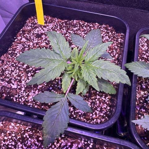 Lemon Haze XXL Auto growlog timeline photo