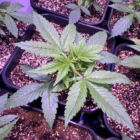 Amnesia XXL Auto growlog timeline photo