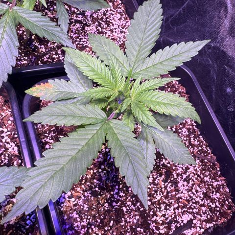 London Cheese XXL Auto growlog timeline photo