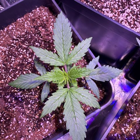 Amnesia XXL Auto growlog timeline photo