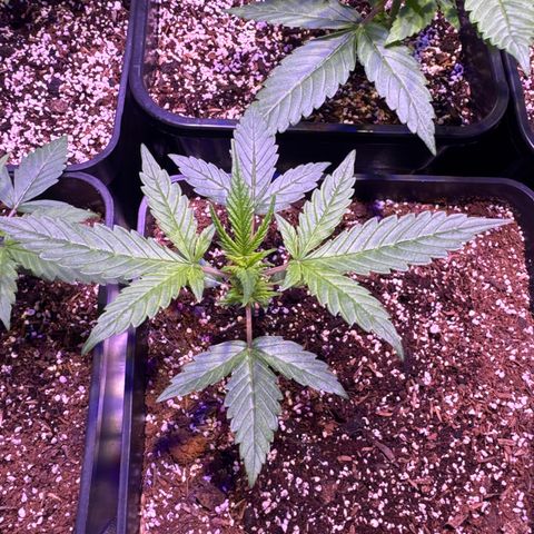 AK XXL Auto growlog timeline photo