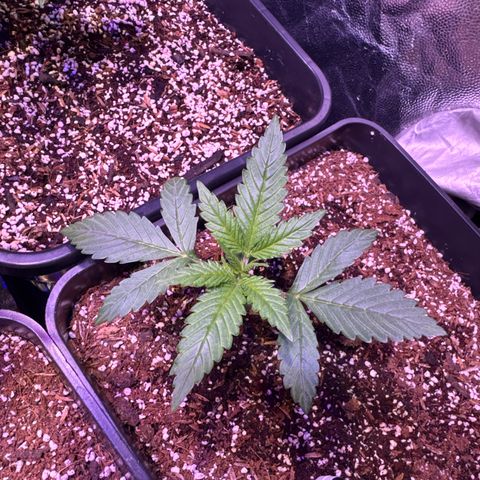 AK XXL Auto growlog timeline photo