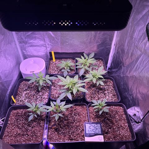 Lemon Haze XXL Auto growlog timeline photo
