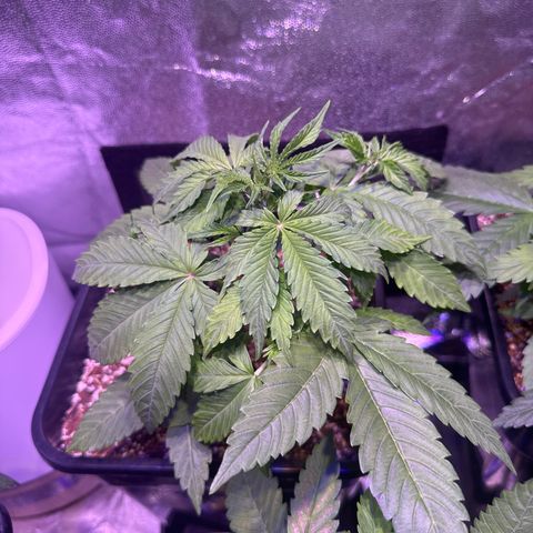 Amnesia XXL Auto growlog timeline photo