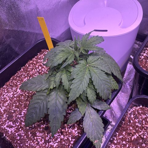 Lemon Haze XXL Auto growlog timeline photo