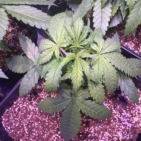 London Cheese XXL Auto growlog timeline photo