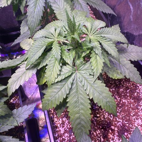 London Cheese XXL Auto growlog timeline photo