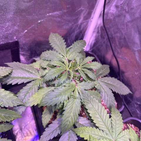 Lemon Haze XXL Auto growlog timeline photo
