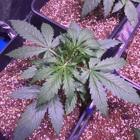 Amnesia XXL Auto growlog timeline photo